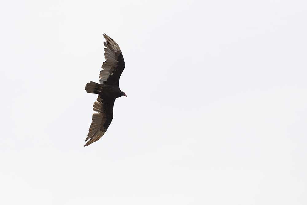 Turkey Vulture