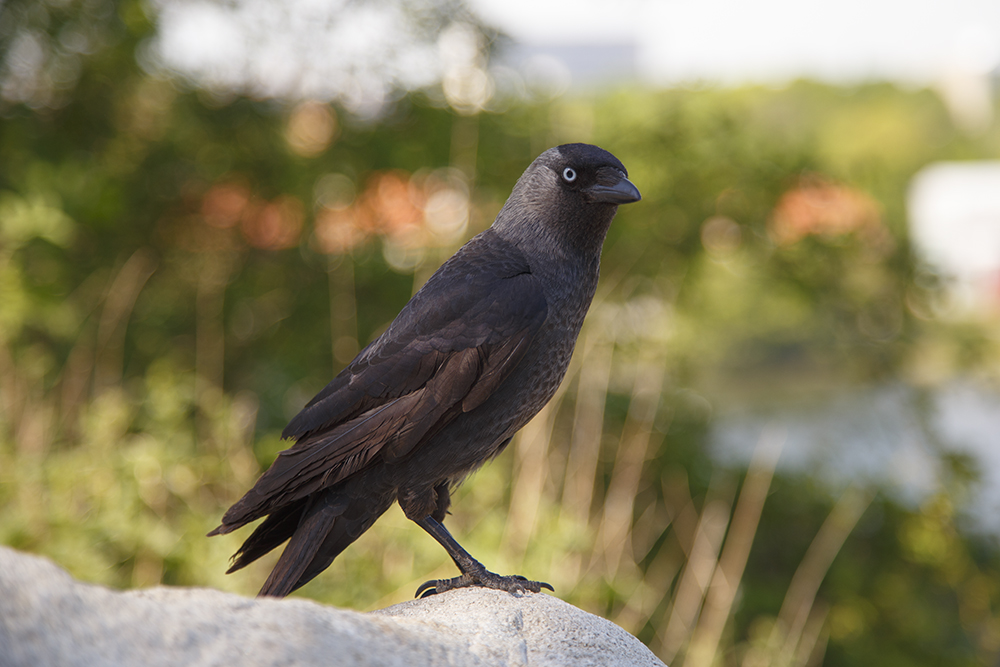 Jackdaw