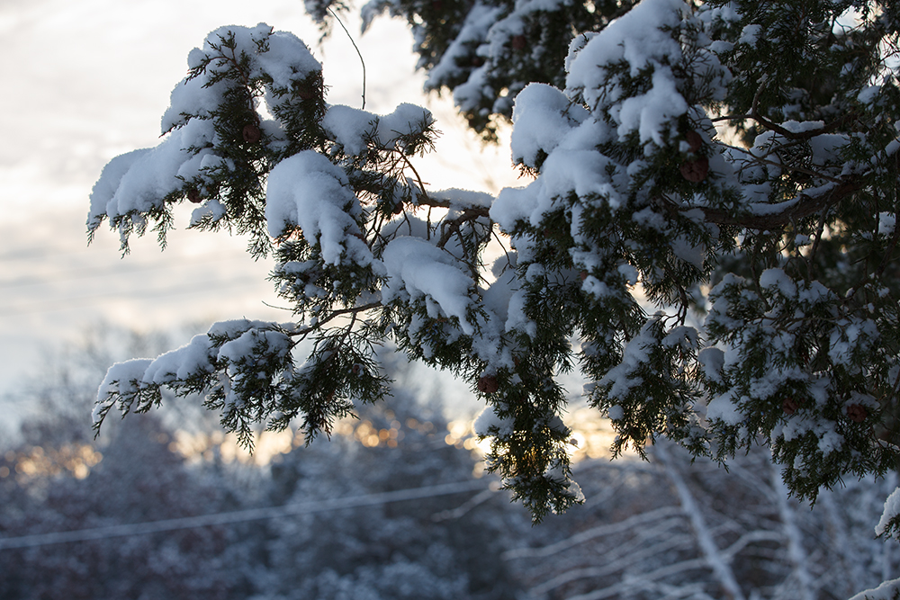 Morning Snow