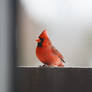 Cardinal