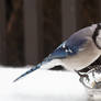 Blue Jay