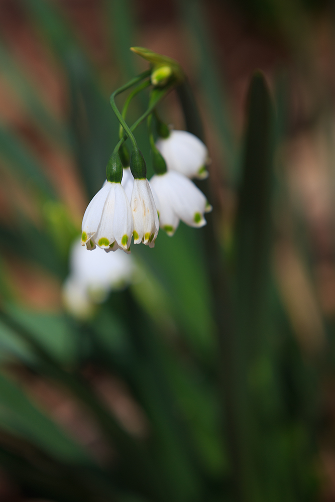 Leucojum