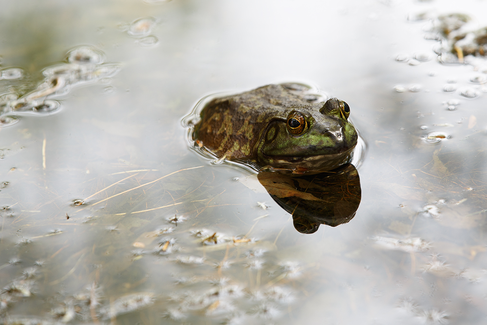 Sad Frog