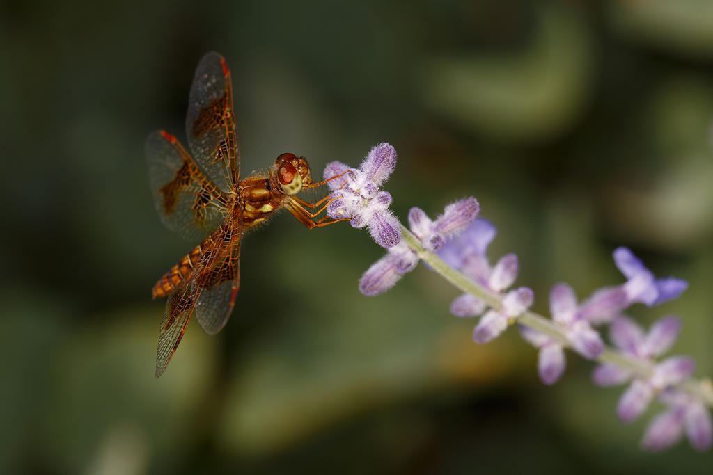 Eastern Amberwing (Female)