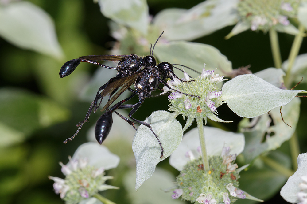 Wasps