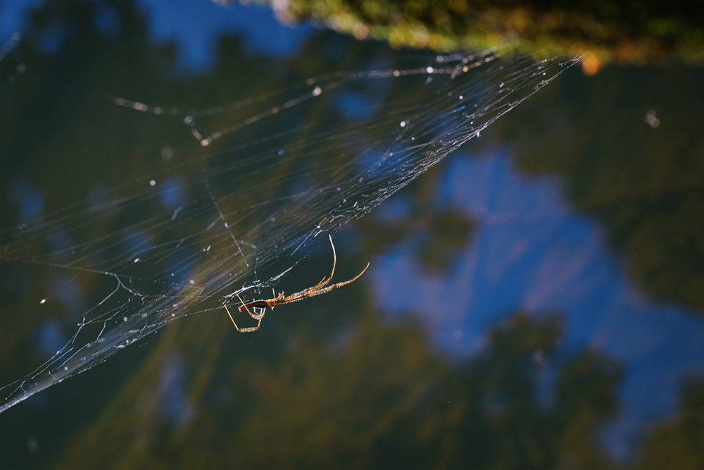 Elongate Stilt Spider