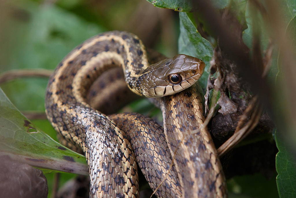 Eastern Garter Snake