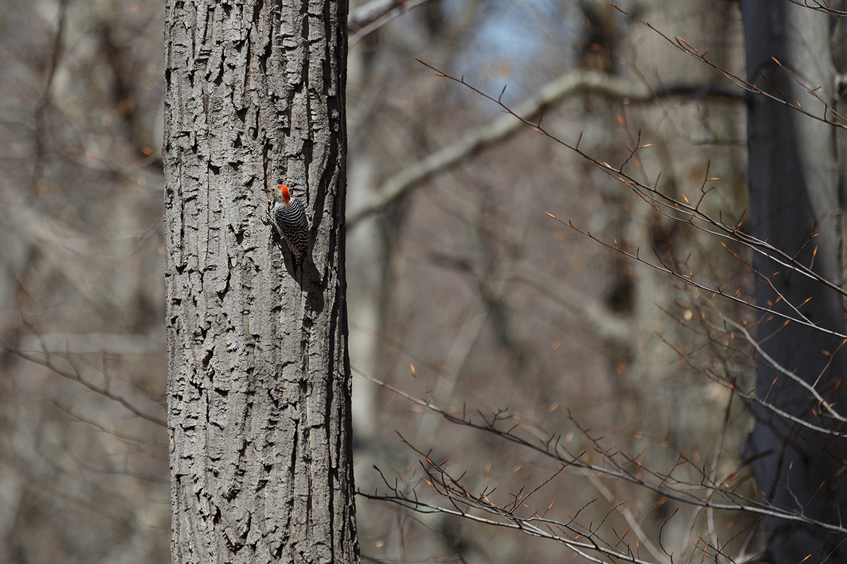 Red Bellied Woodpecker