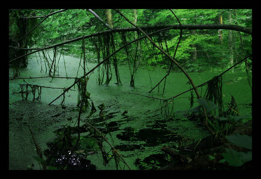 Swamp