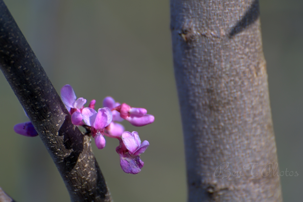 Redbud