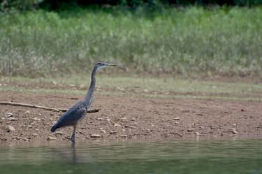 Heron2