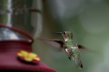 Hummingbird