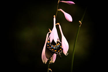 Butterfly in Flora