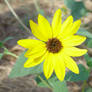 Wild Sunflower