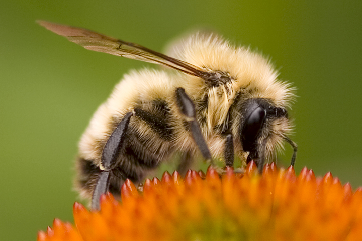 Bumble Bee Macro