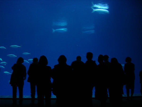 Monterey Bay Aquarium 11-13-07