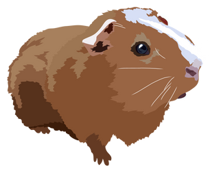 Guinea Pig