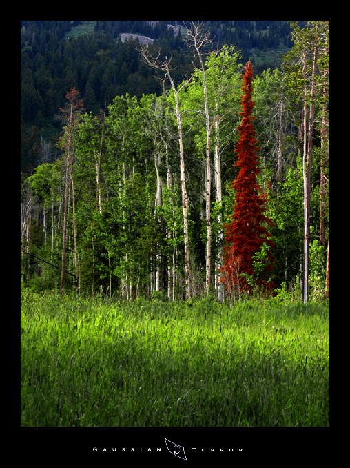 The Red Fern