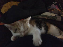 My new kitten Ramona