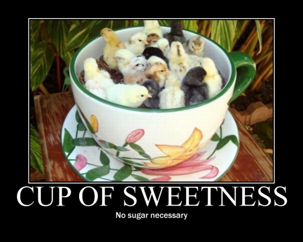 Poster - CUP OF SWEETNESS