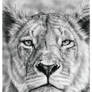 Lioness Stare in Graphite Pencil on Bristol Paper.