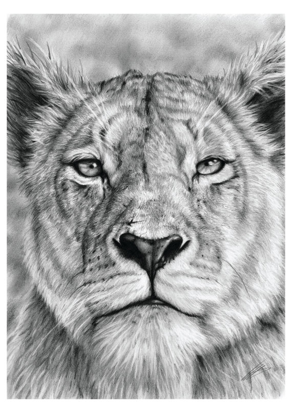 Lioness Stare in Graphite Pencil on Bristol Paper.