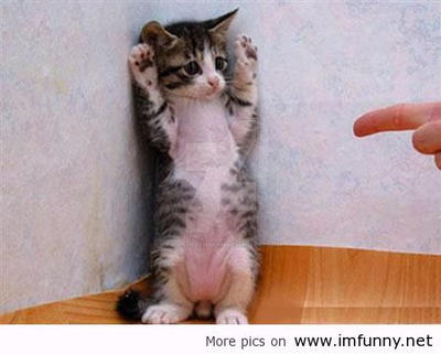 I Surrender (This isnt my photo but its funny!) by RushtheReshiram on DeviantArt I Surrender (This isnt my photo but its funny!) by RushtheReshiram on DeviantArt