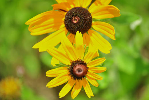 Wildflowers