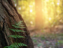 young fern growing on old tree trunk in warm fores
