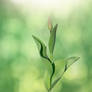 Unopened tulip flower bud and green leaves in soft