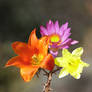 three flowers