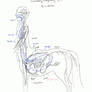 Centaurian circ.-resp. system