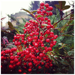 Red berries on a rainy morning