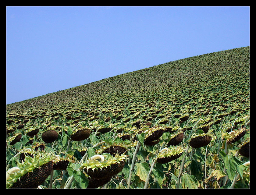 Sunflowers 02