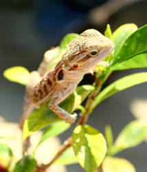 Bearded Dragon