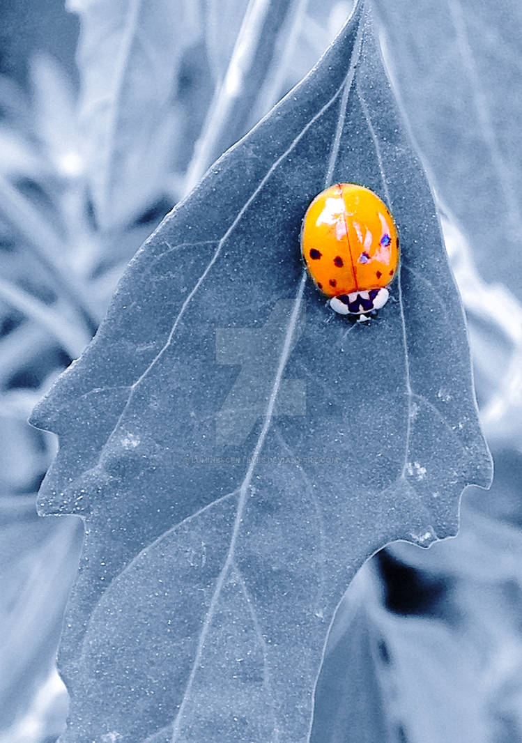 Asian Beetle by LuminescentEyes on DeviantArt