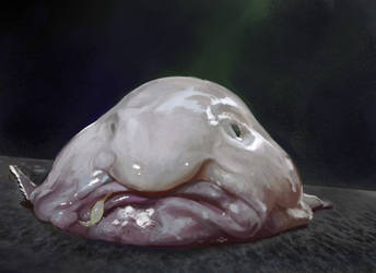 Blob Fish Study