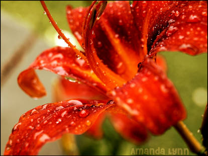 Orange flower