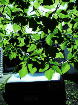 Car and tree.