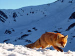 Fox in Munti Retezat by Vandermiet