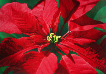 Pointsettia