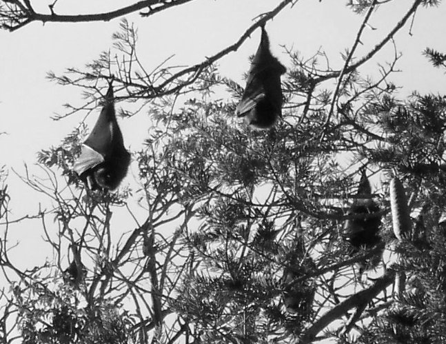 the bat tree