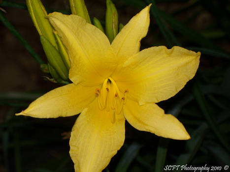 yellow tiger lily