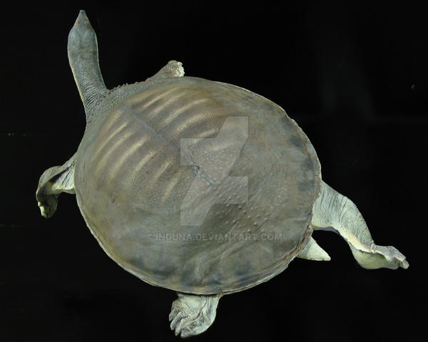 Deviantart Softshell Turtle Soft shell turtle by induna on DeviantArt