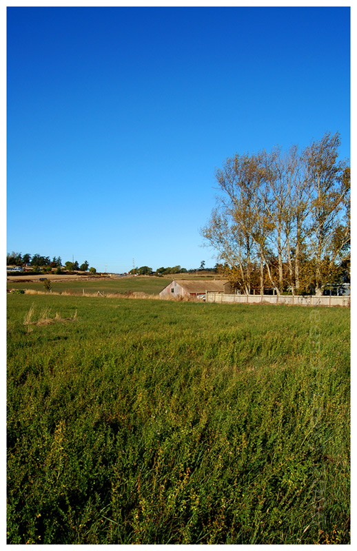 Field and Sky