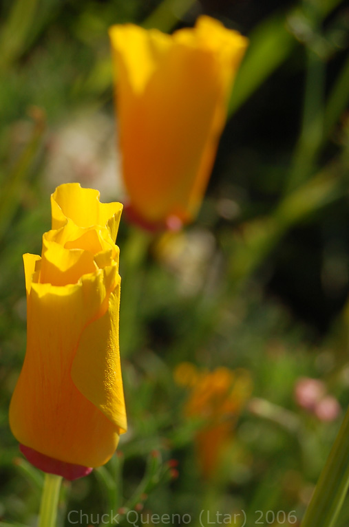 Poppies