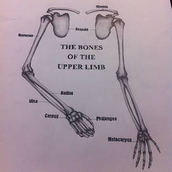 Drawing and Anatomy: Bones Of Upper The Limb