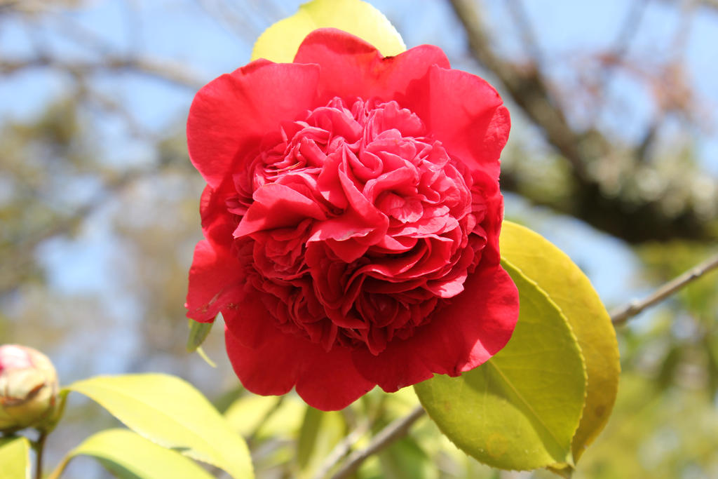 Botan by DensetsuHoshi on DeviantArt