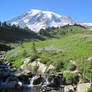 Mountain Meadow Stock