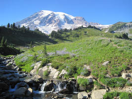 Mountain Meadow Stock